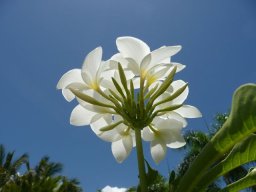 Dominikanische Republik