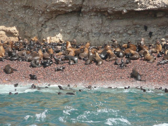 Brutstaette der Seeloewen